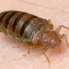 Winnipeg Bed Bug