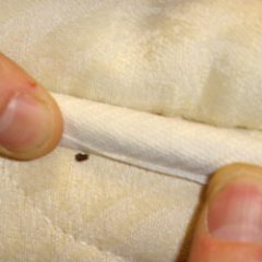 470-bed-bug-found