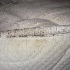 bedbugs1